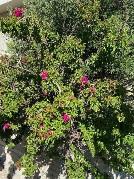 Kritsá Villa Kamari- Stunning Views מראה חיצוני תמונה