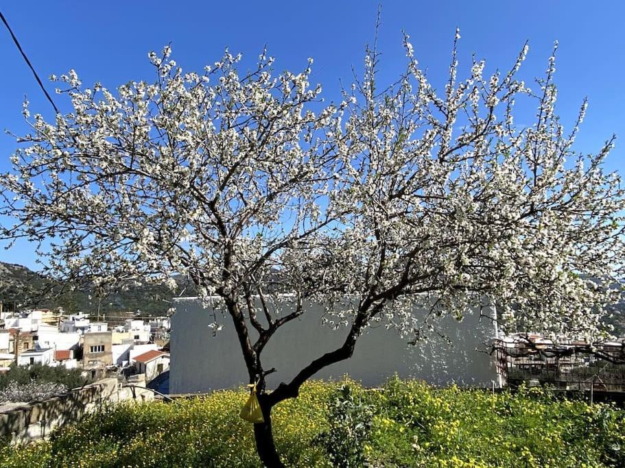 Kritsá Villa Kamari- Stunning Views מראה חיצוני תמונה